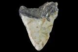 Bargain, Fossil Megalodon Tooth - North Carolina #91632-1